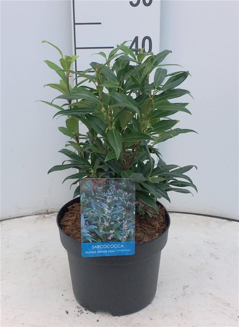 Sarcococca h. Winter Gem - C4 40-50 CM